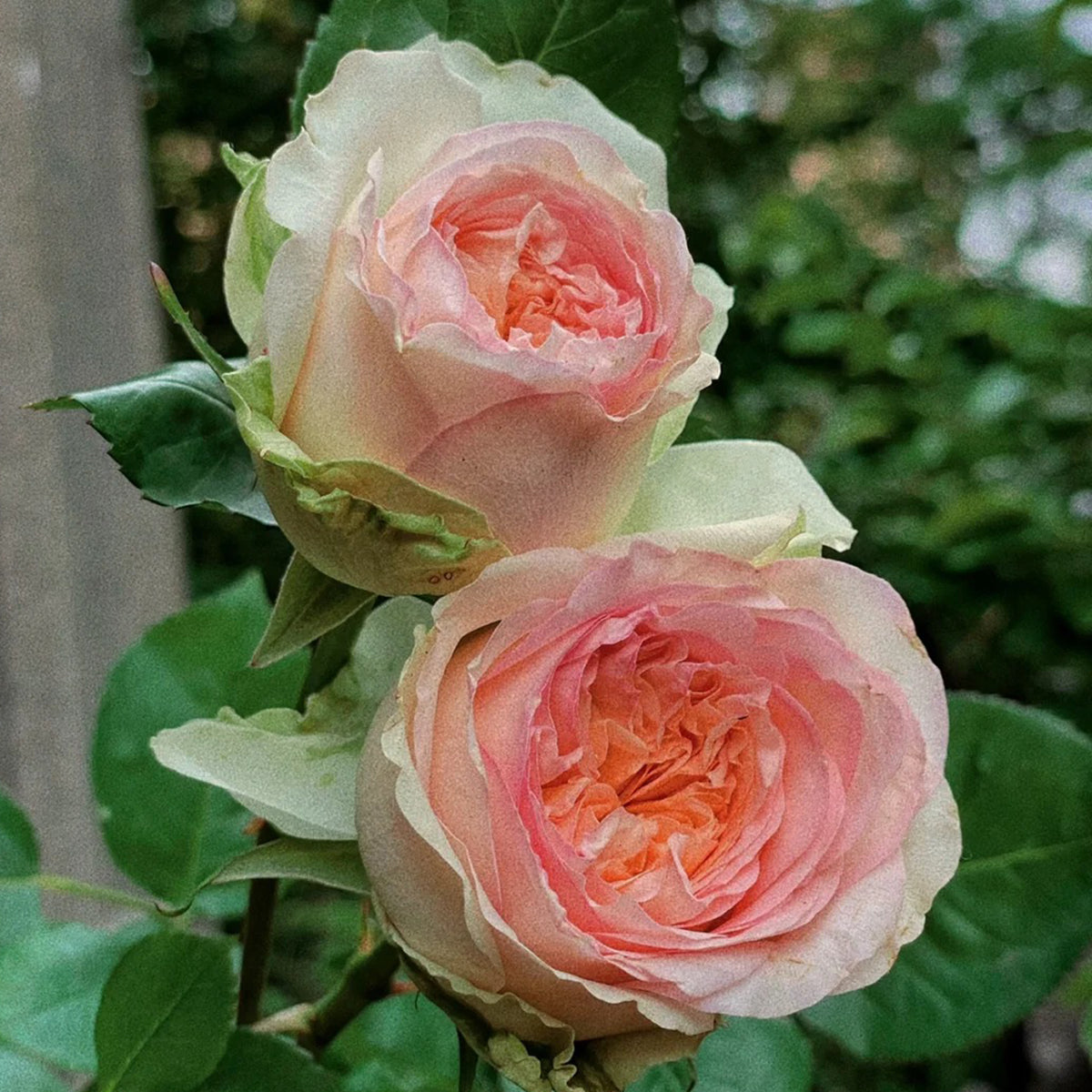 Butterfly Princess Kenya Florist Shrub Rose