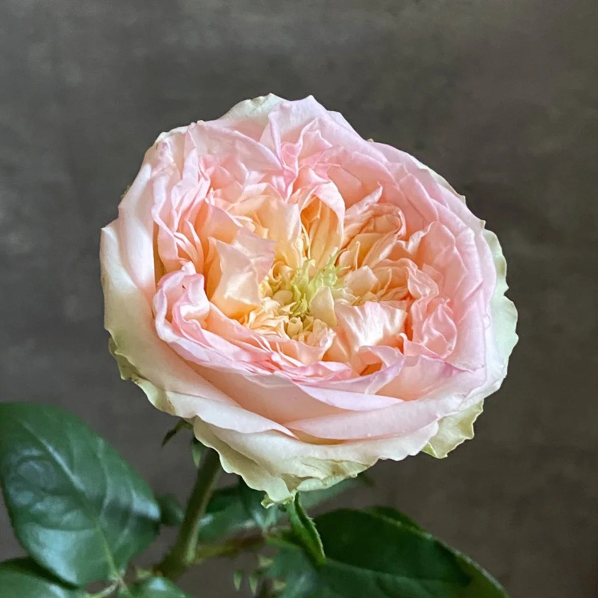 Butterfly Princess Kenya Florist Shrub Rose