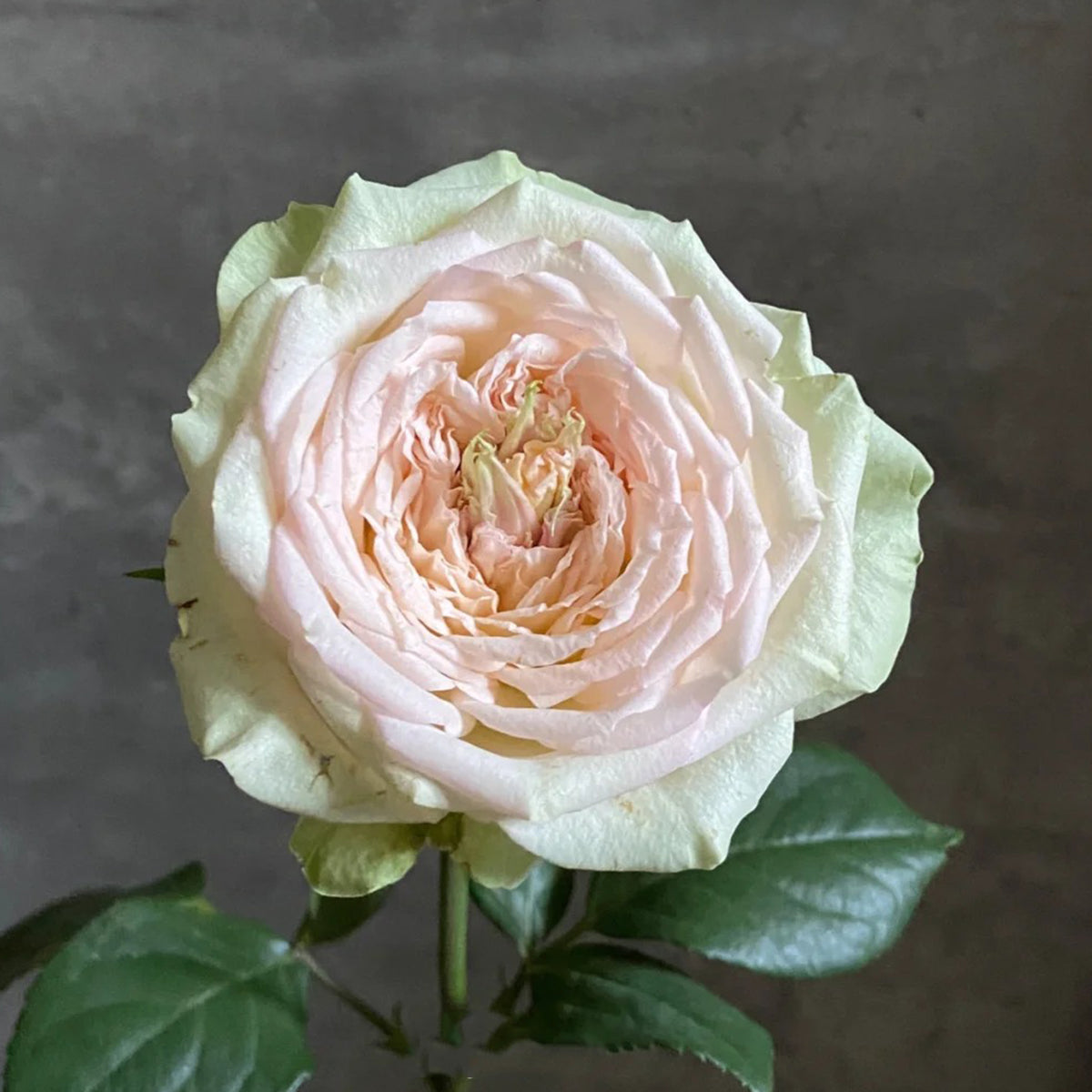 Butterfly Princess Kenya Florist Shrub Rose