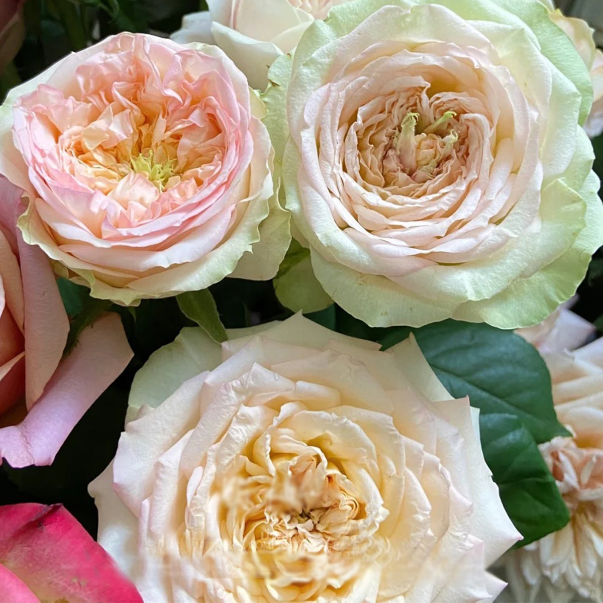 Butterfly Princess Kenya Florist Shrub Rose