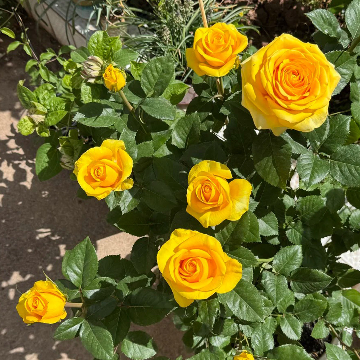 Butterscotch New Zealand Florist Shrub Rose