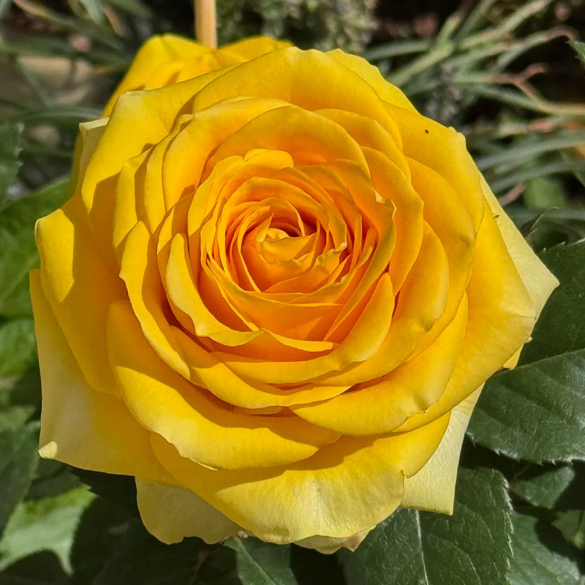 Butterscotch New Zealand Florist Shrub Rose