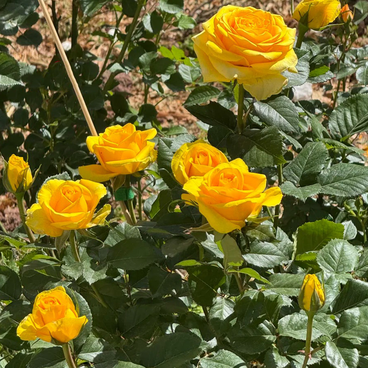 Butterscotch New Zealand Florist Shrub Rose