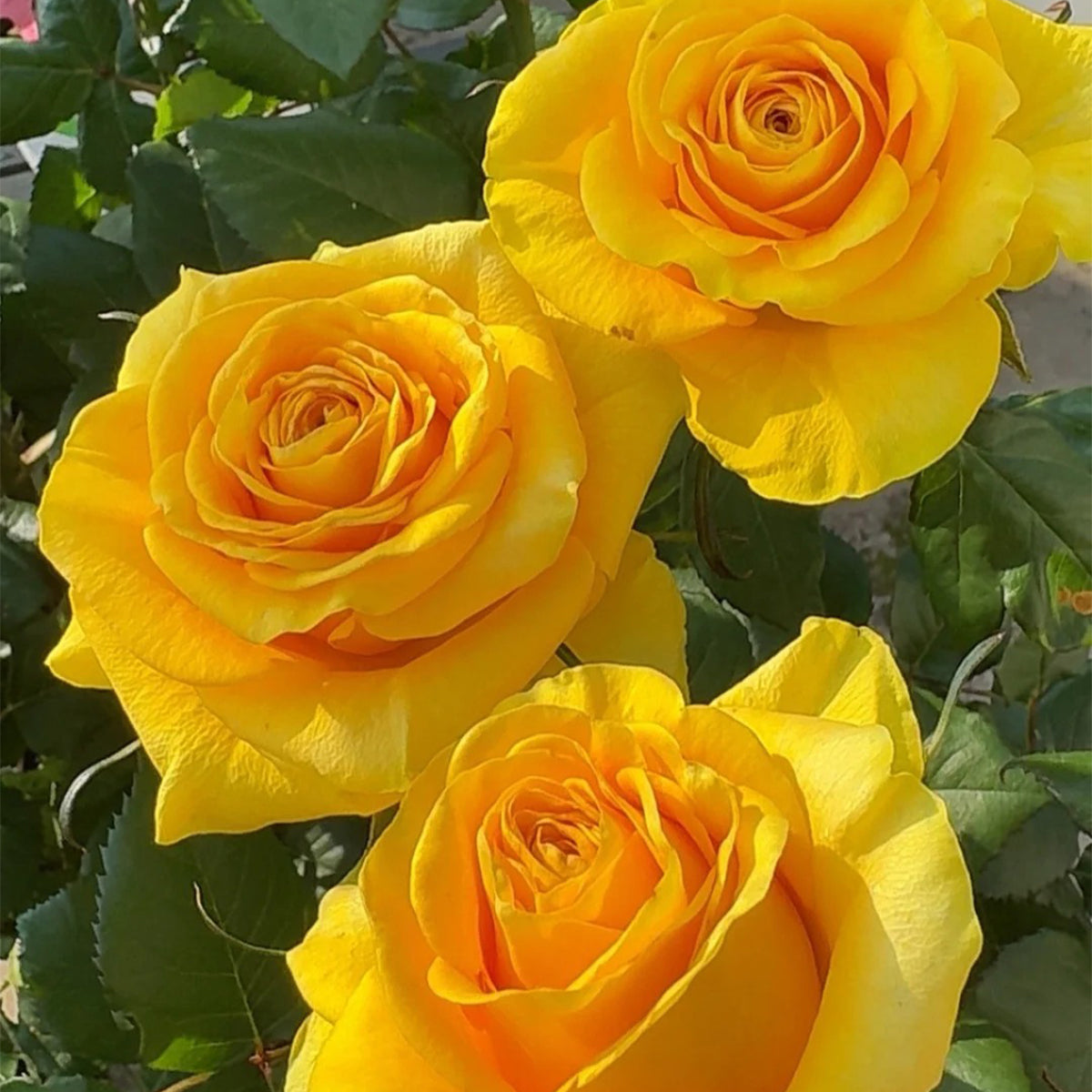 Butterscotch New Zealand Florist Shrub Rose