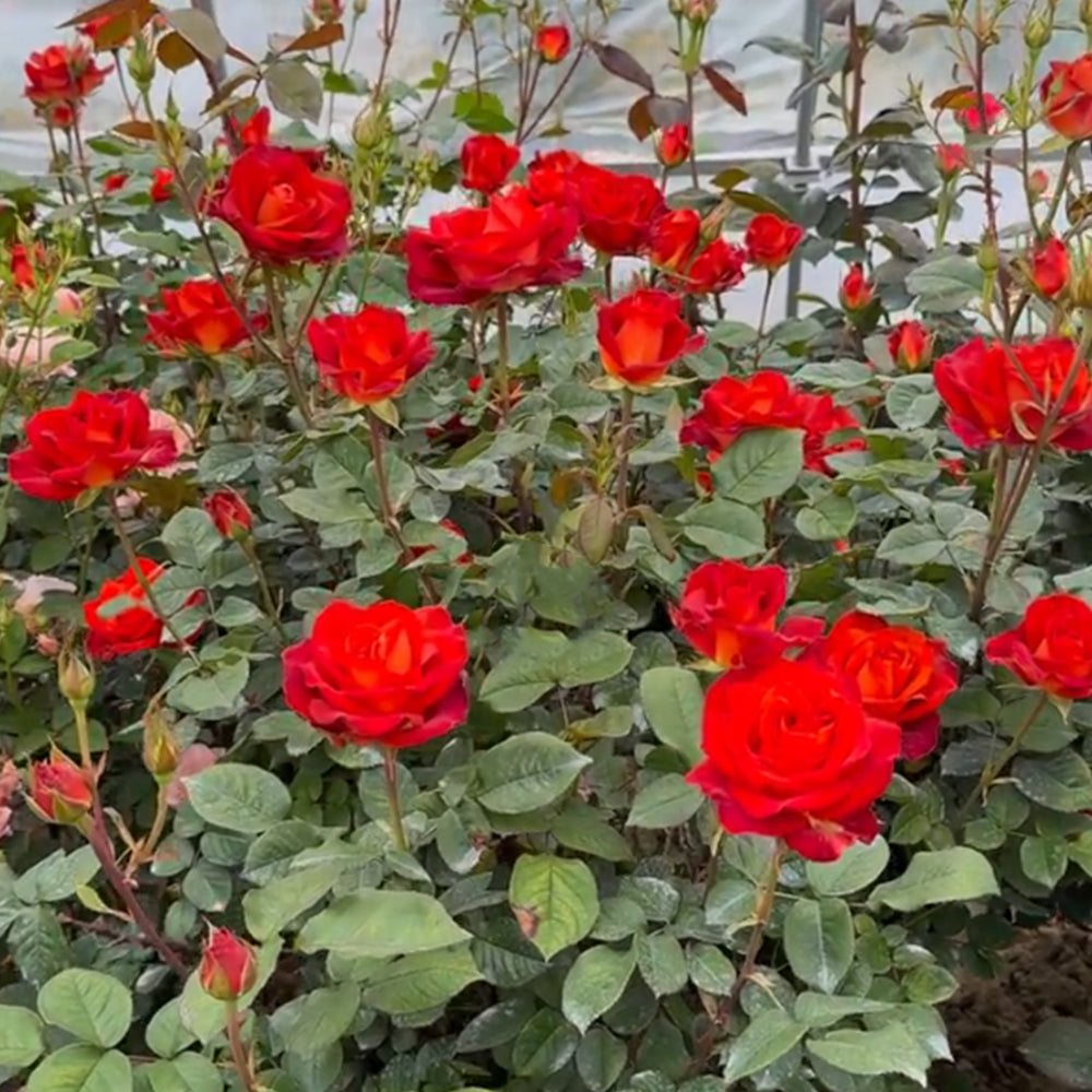 French Florist Shrub Rose Inspired by Cafe Del Mar