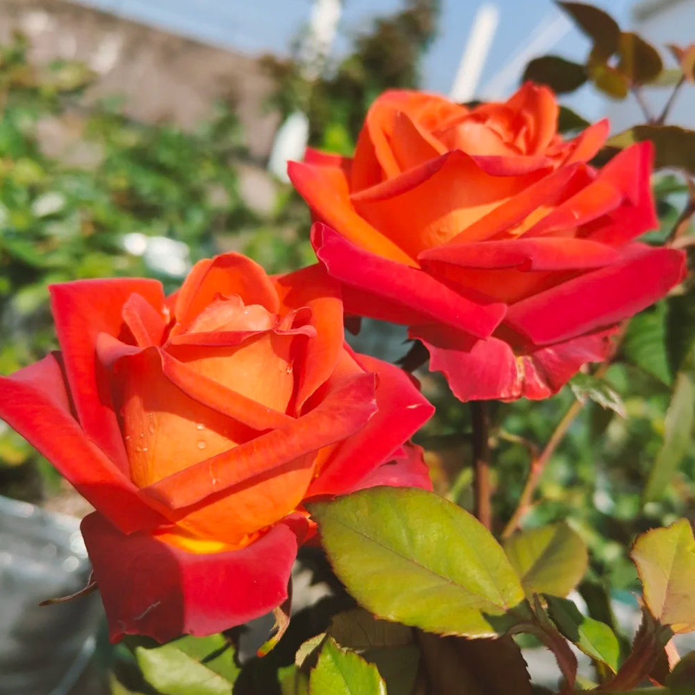 French Florist Shrub Rose Inspired by Cafe Del Mar