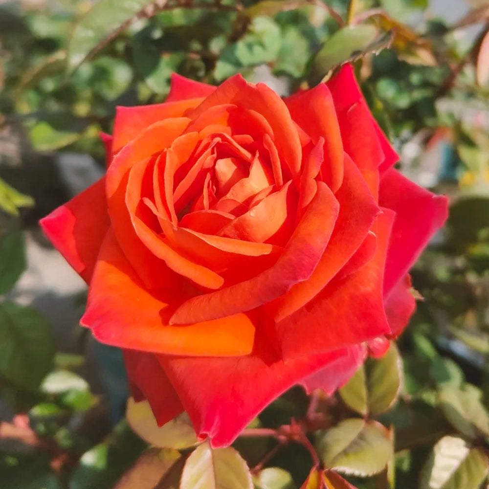 French Florist Shrub Rose Inspired by Cafe Del Mar