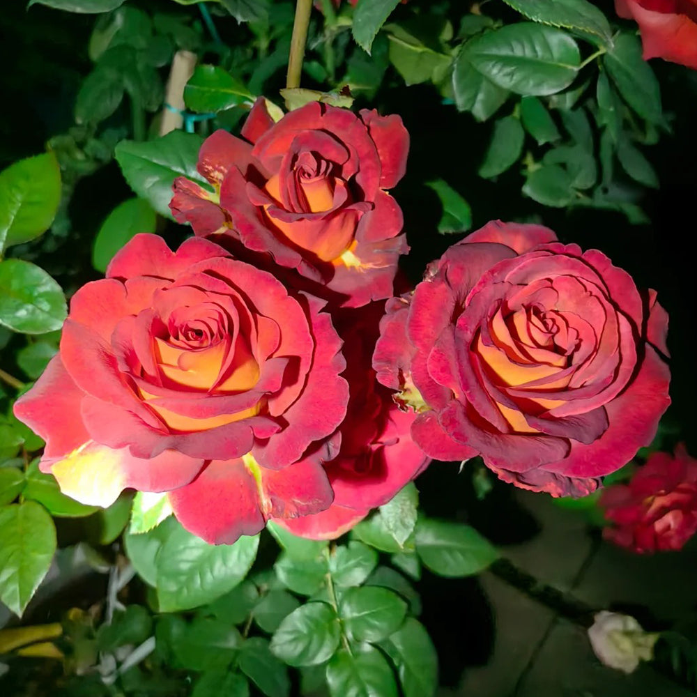 French Florist Shrub Rose Inspired by Cafe Del Mar