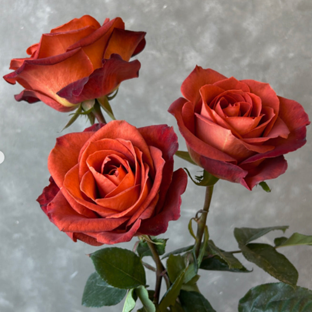 French Florist Shrub Rose Inspired by Cafe Del Mar