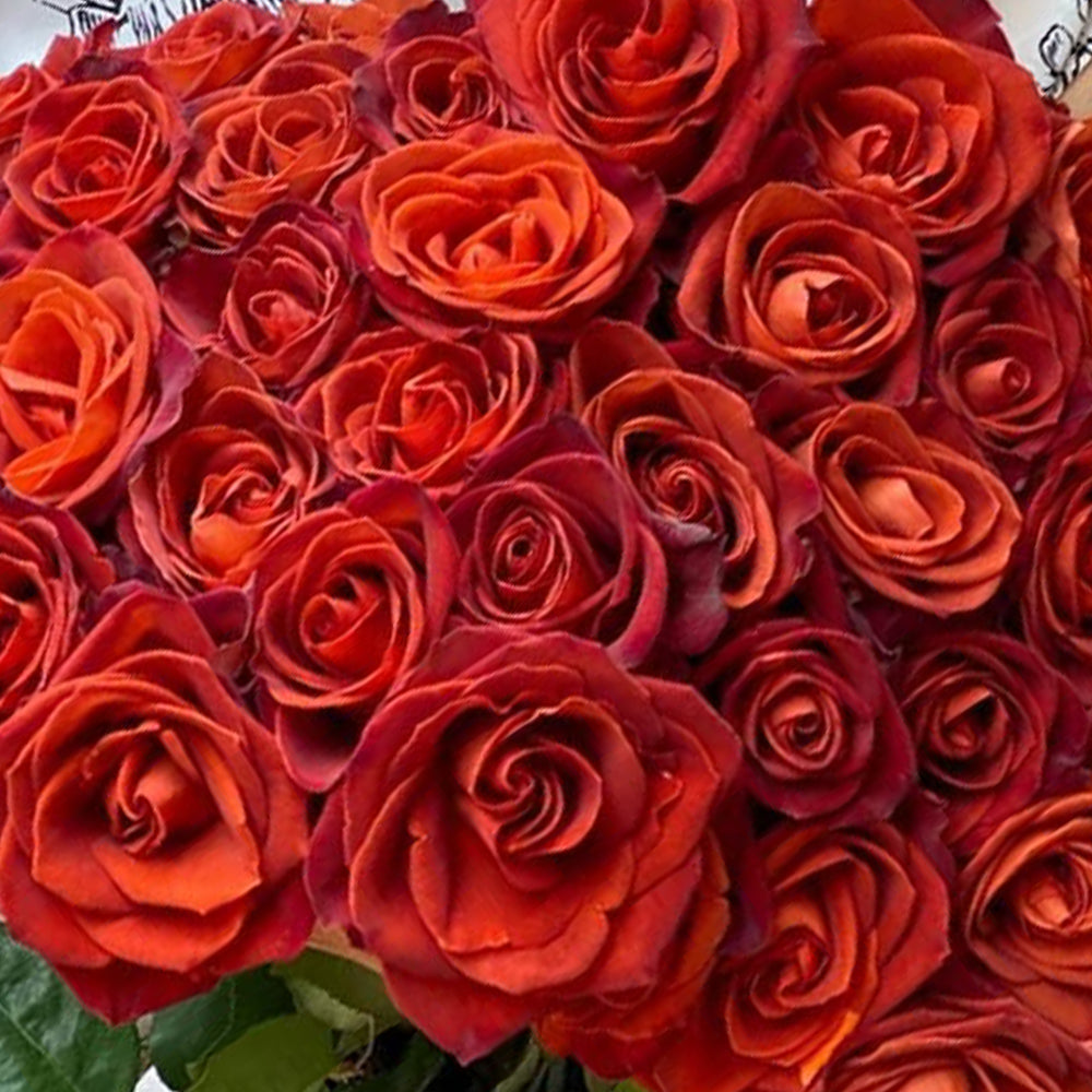 French Florist Shrub Rose Inspired by Cafe Del Mar