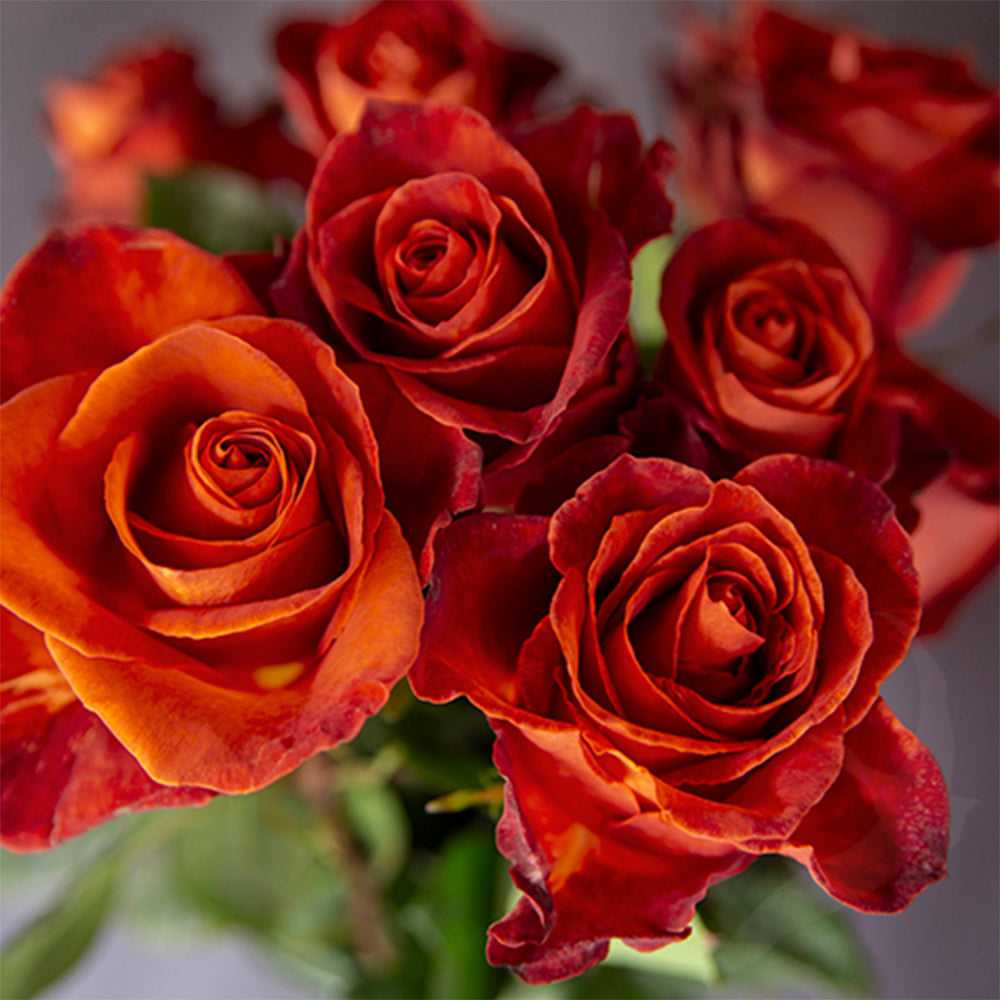 French Florist Shrub Rose Inspired by Cafe Del Mar