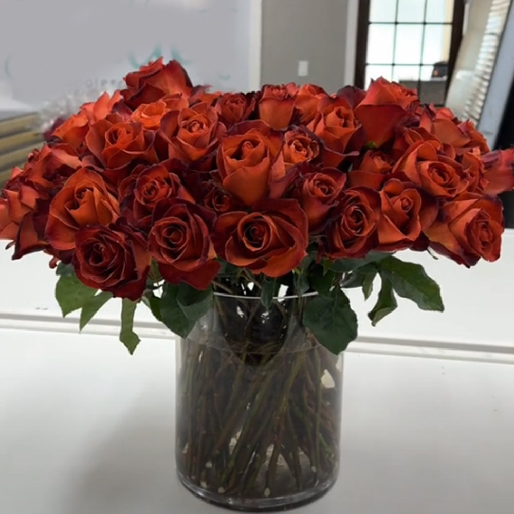 French Florist Shrub Rose Inspired by Cafe Del Mar