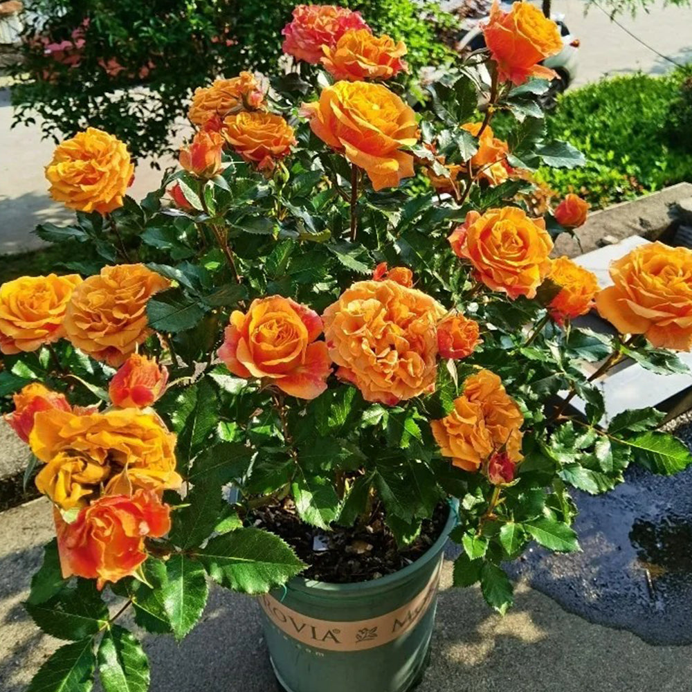 Cameroon Denmark Garden Miniature Rose