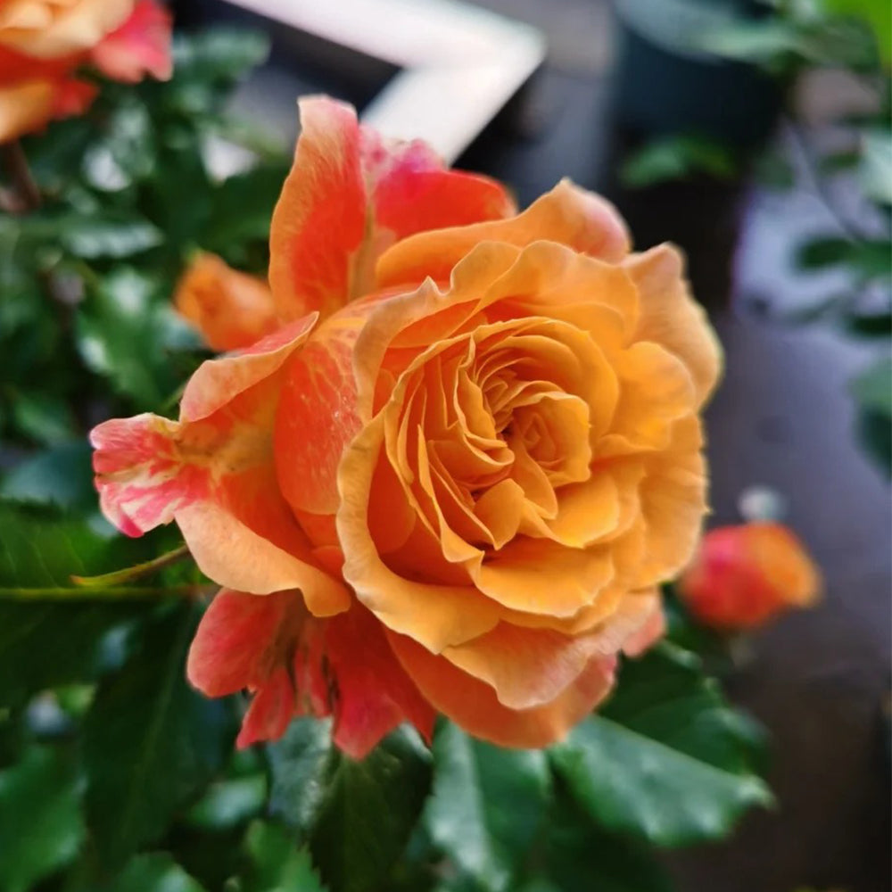 Cameroon Denmark Garden Miniature Rose