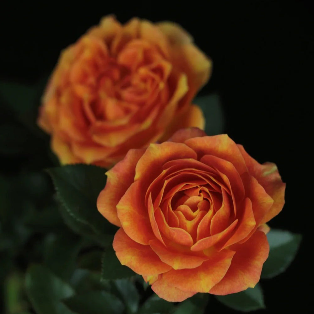 Cameroon Denmark Garden Miniature Rose