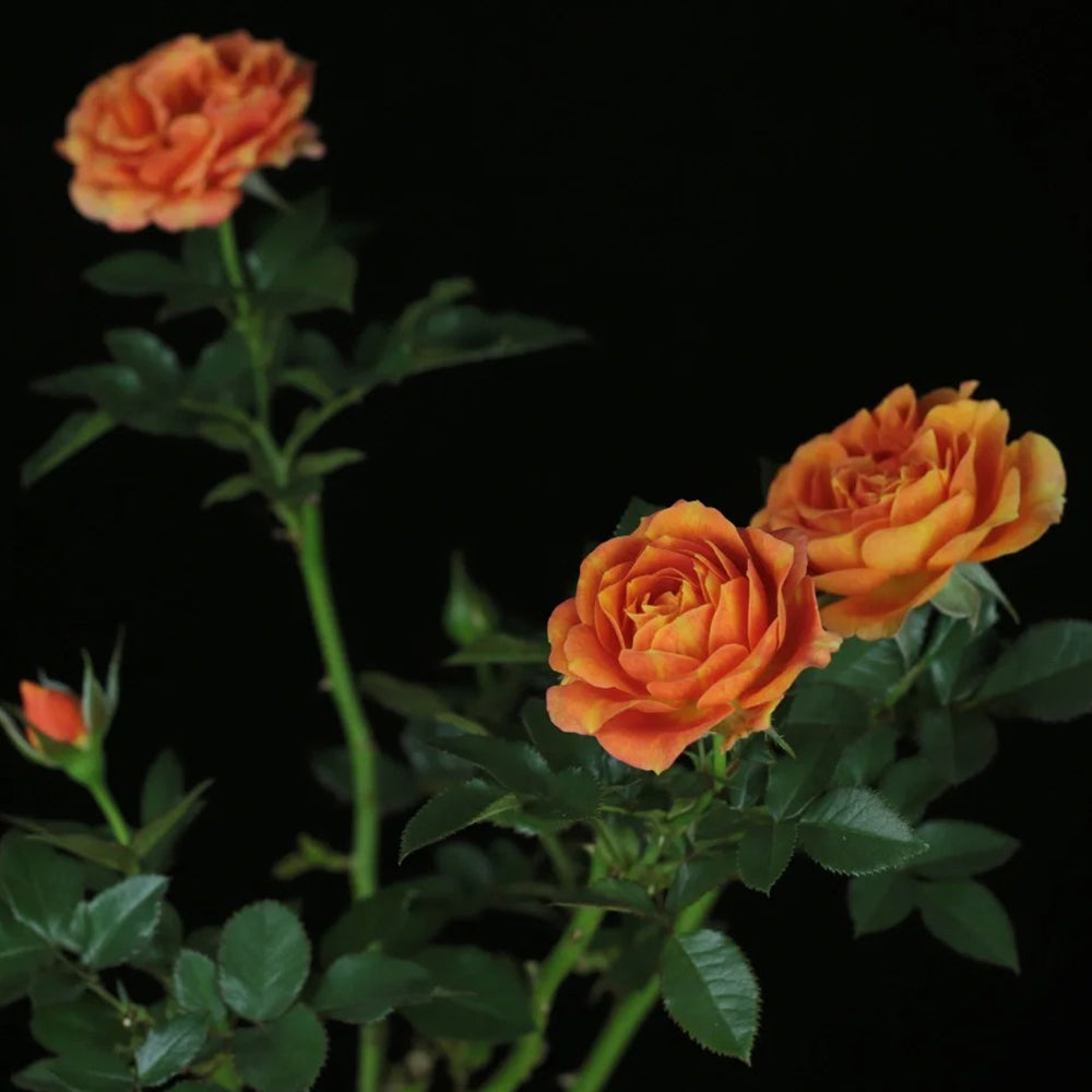 Cameroon Denmark Garden Miniature Rose