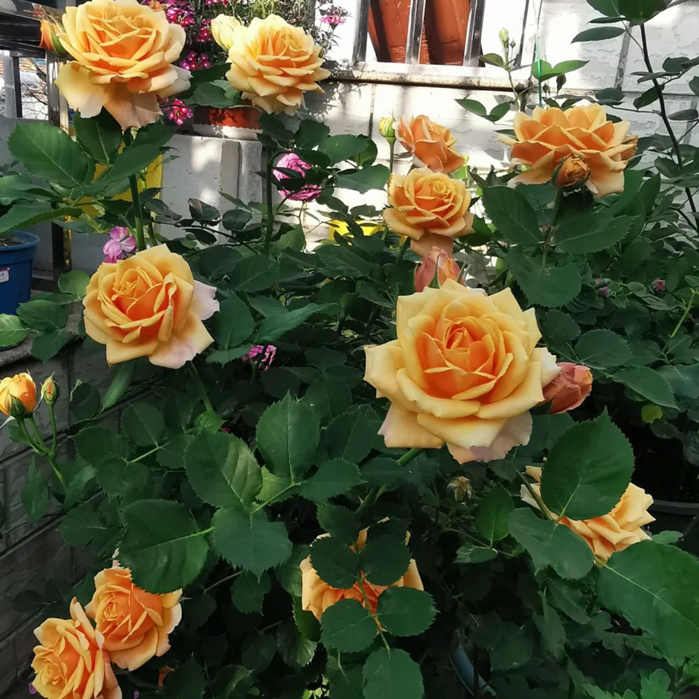 Cameroon Denmark Garden Miniature Rose