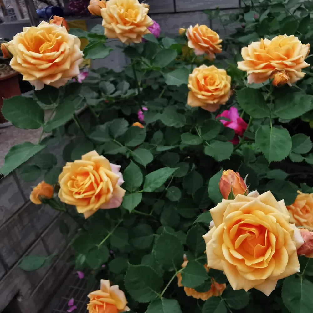 Cameroon Denmark Garden Miniature Rose