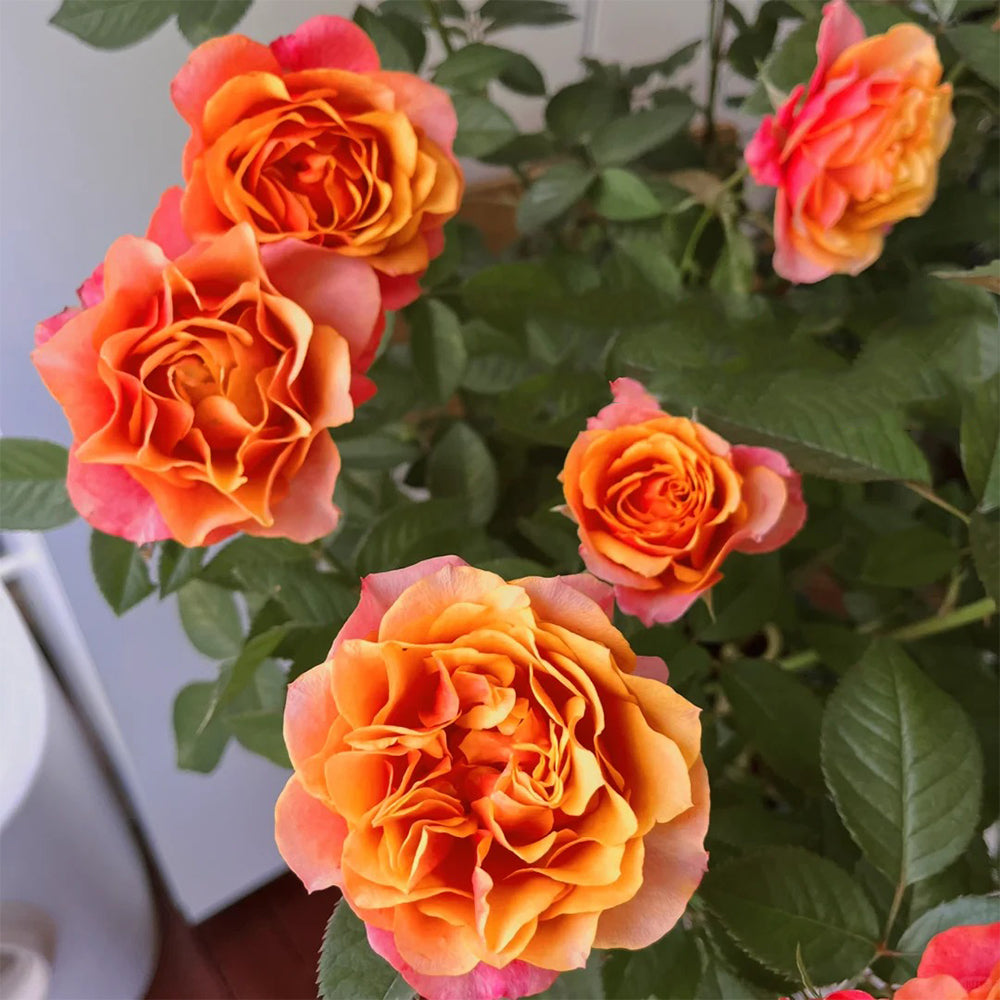 Cameroon Denmark Garden Miniature Rose