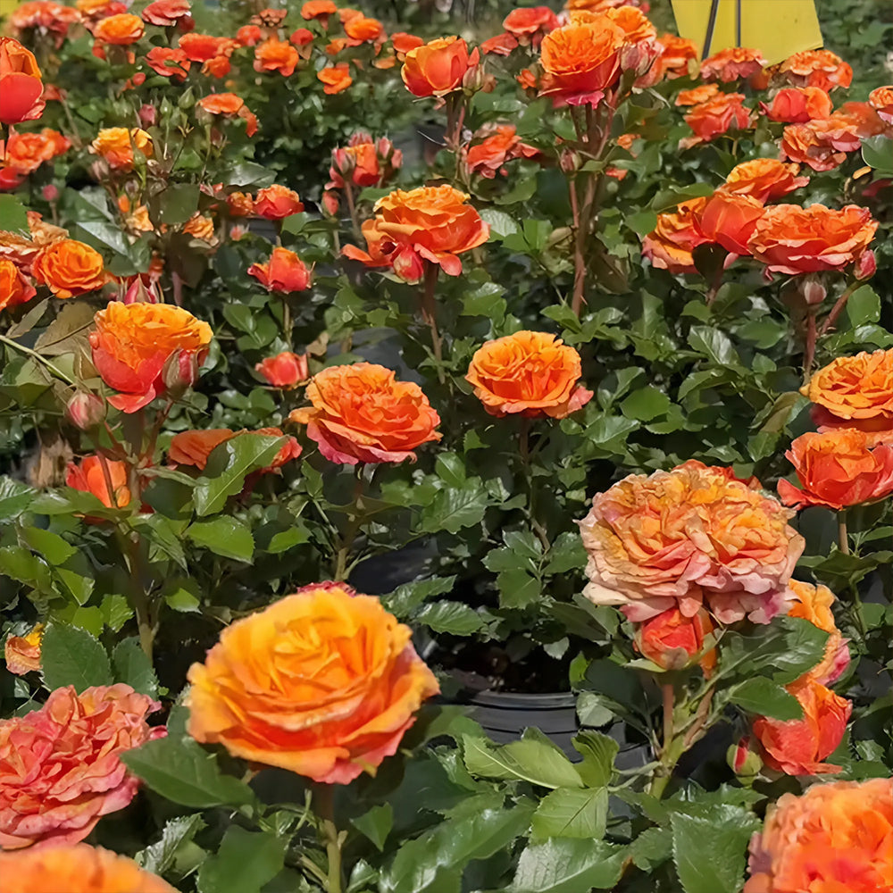 Cameroon Denmark Garden Miniature Rose
