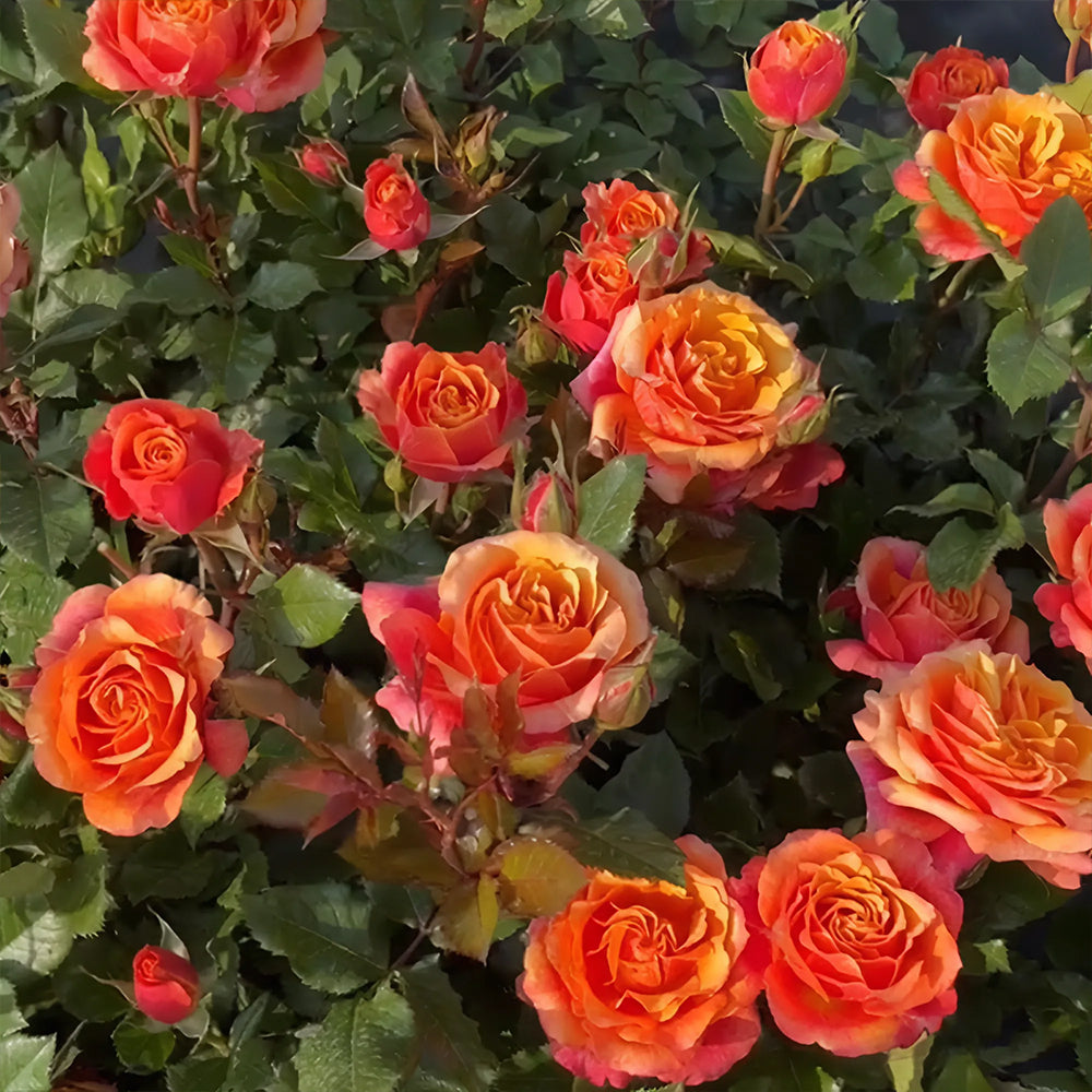 Cameroon Denmark Garden Miniature Rose