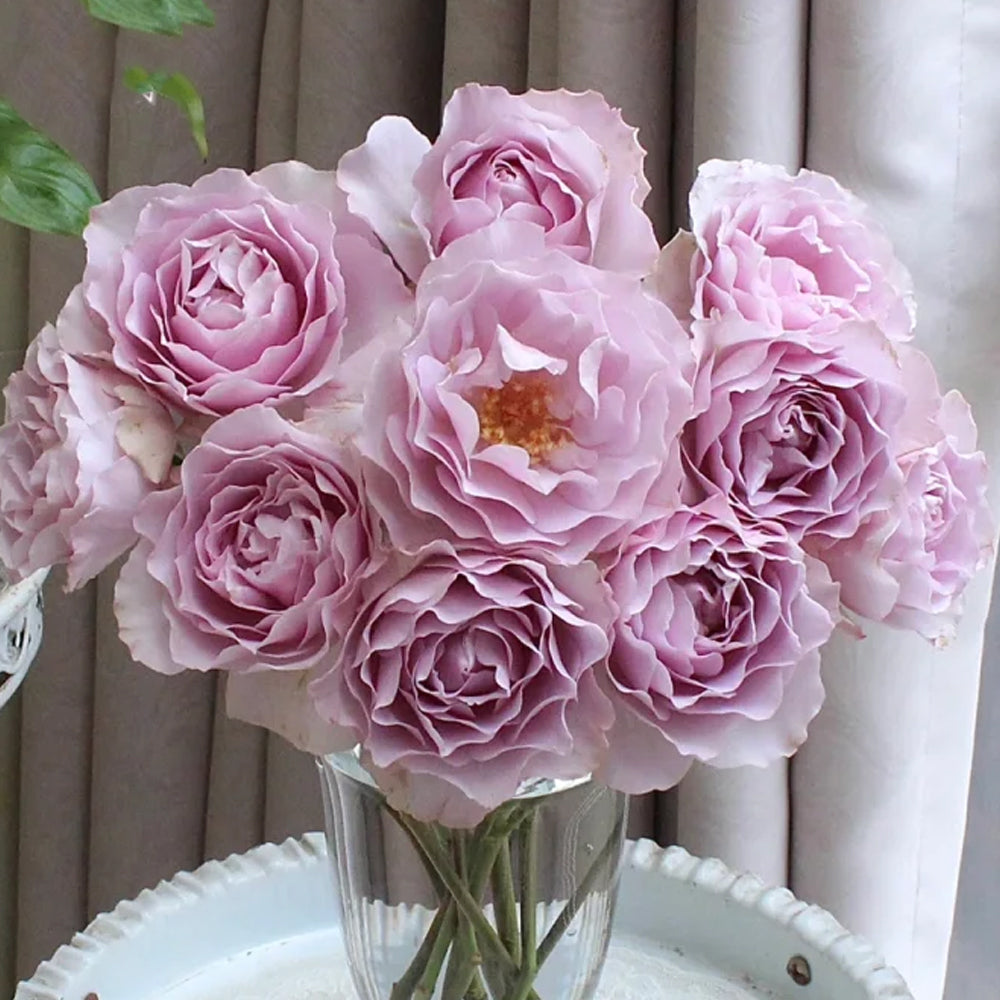 Camille Japanese Florist Shrub Rose