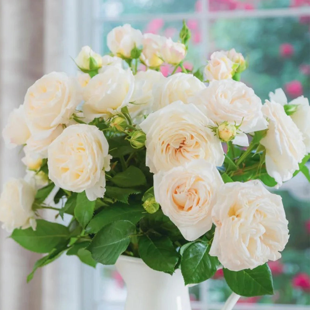 Camille Claudel French Florist Shrub Rose