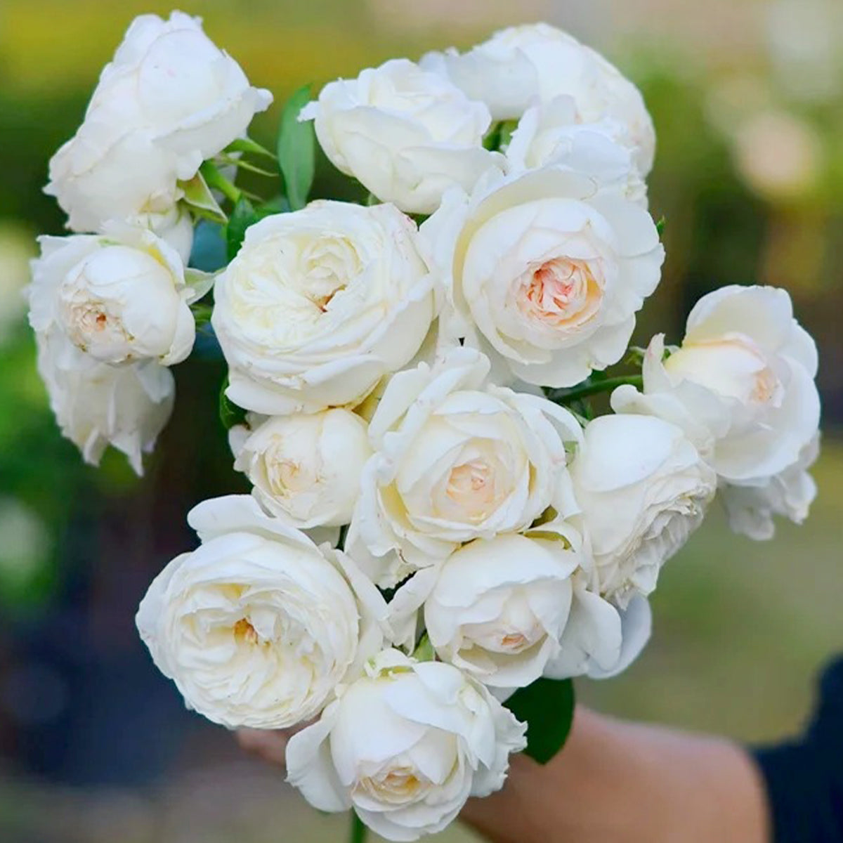 Camille Claudel French Florist Shrub Rose