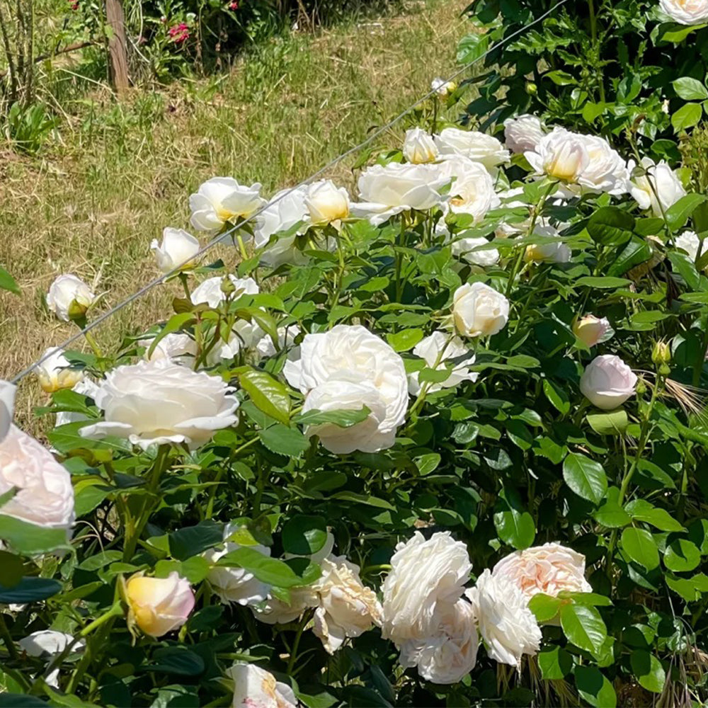 Camille Claudel French Florist Shrub Rose