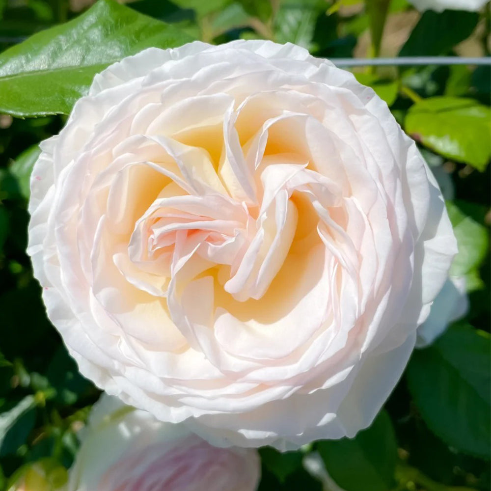 Camille Claudel French Florist Shrub Rose
