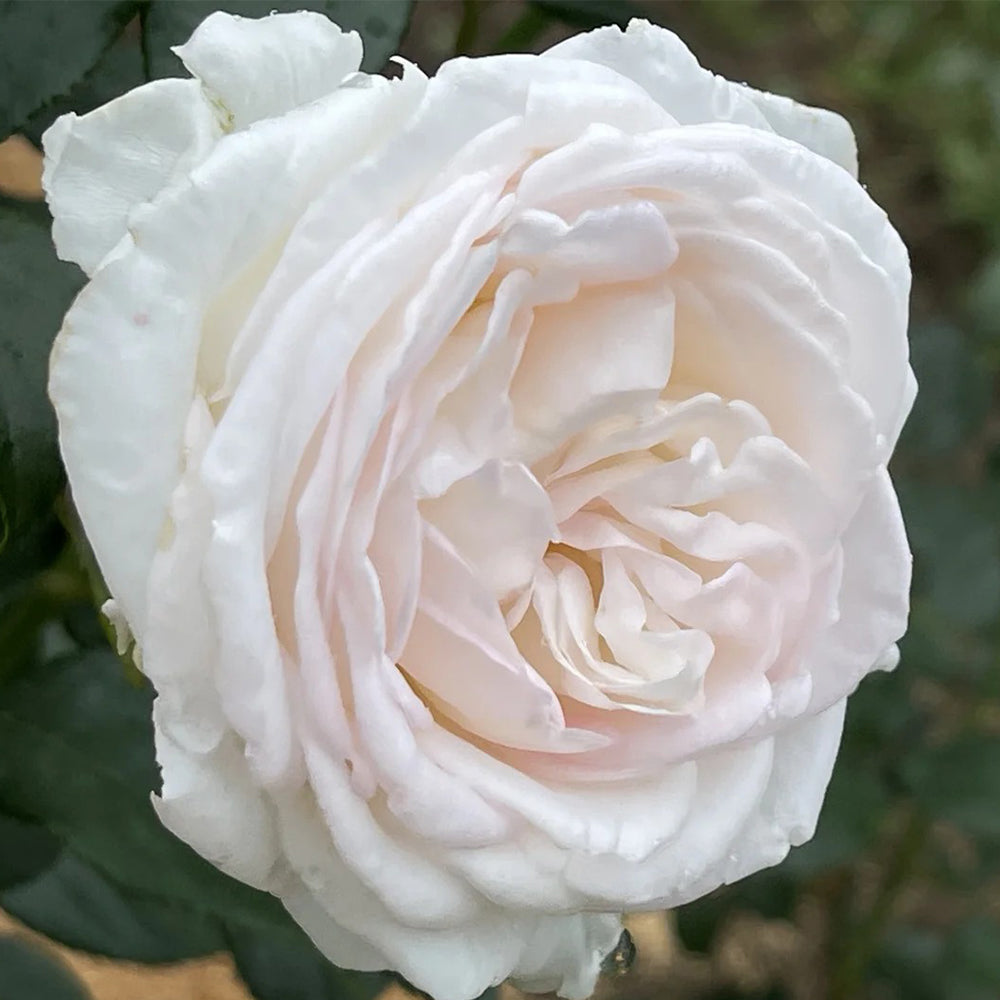 Camille Claudel French Florist Shrub Rose