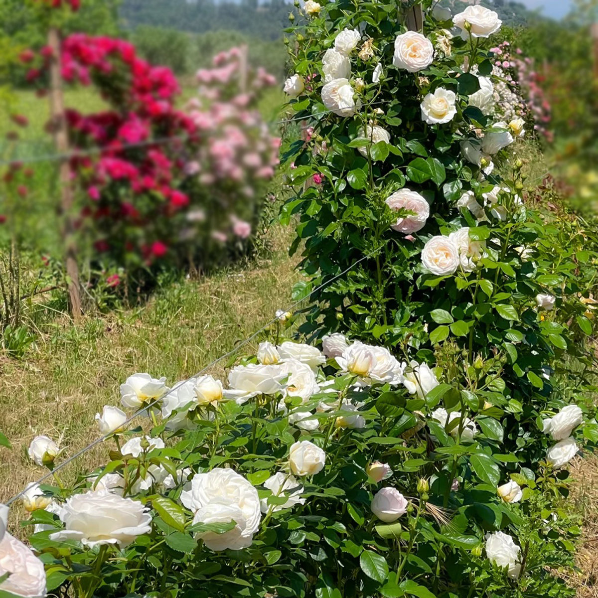 Camille Claudel French Florist Shrub Rose