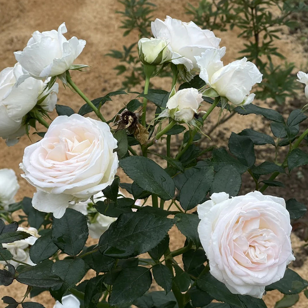 Camille Claudel French Florist Shrub Rose