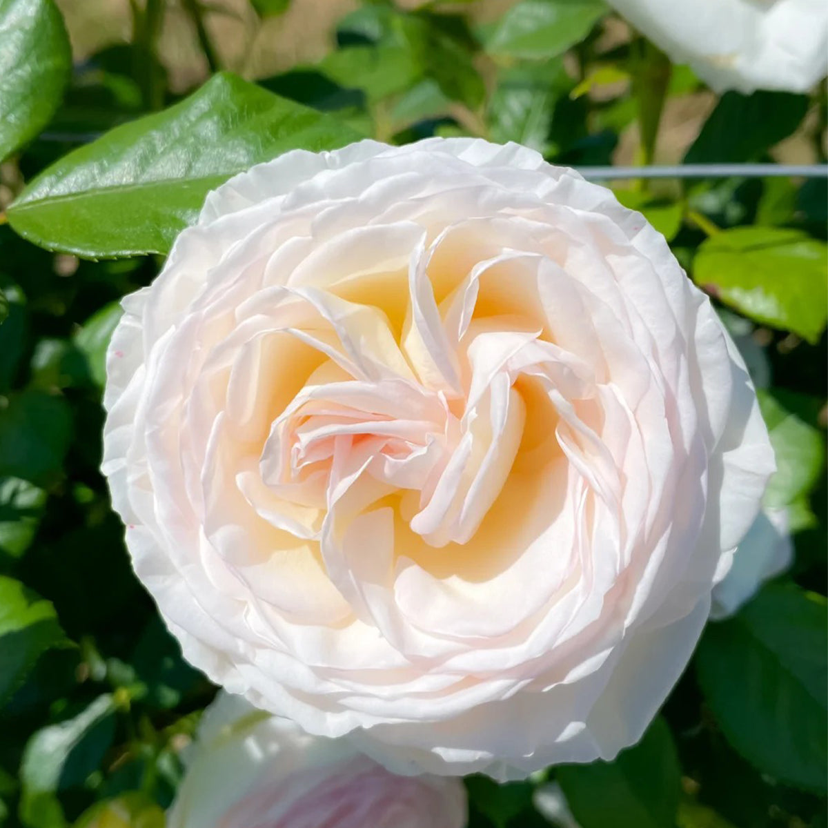 Camille Claudel French Florist Shrub Rose
