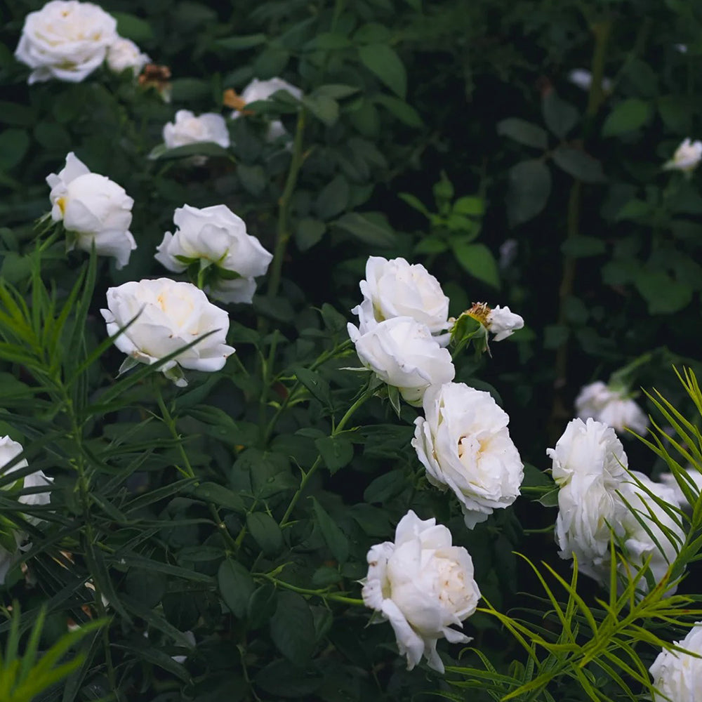 Camille Claudel French Florist Shrub Rose