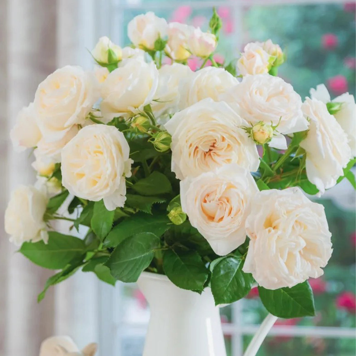 Camille Claudel French Florist Shrub Rose