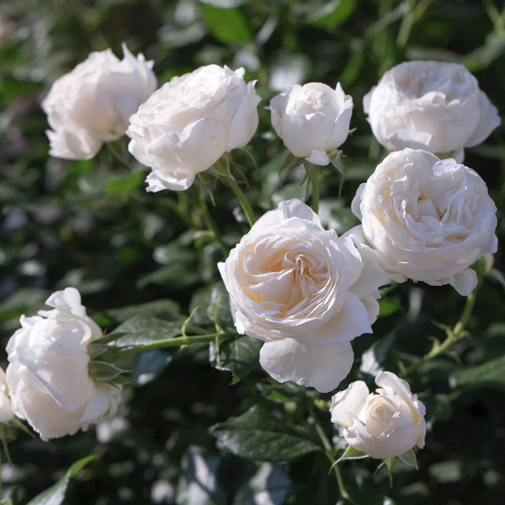 Camille Claudel French Florist Shrub Rose