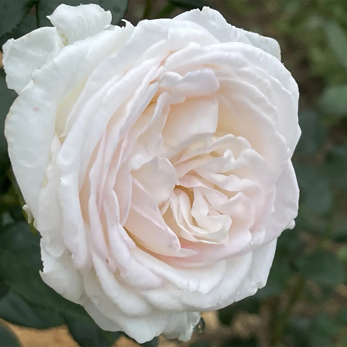 Camille Claudel French Florist Shrub Rose