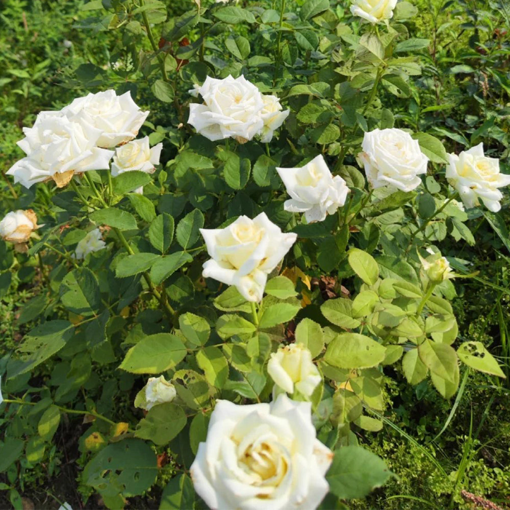 Camille Claudel French Florist Shrub Rose