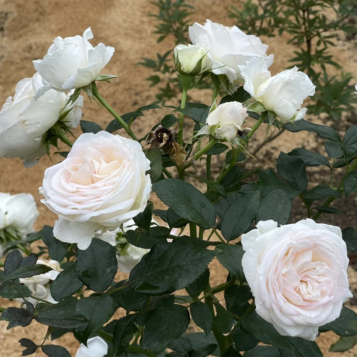 Camille Claudel French Florist Shrub Rose