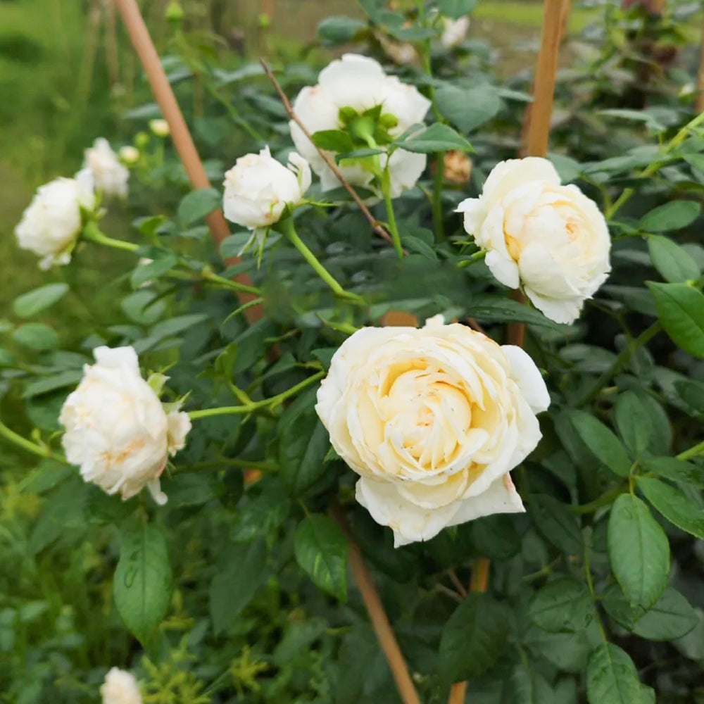 Camille Claudel French Florist Shrub Rose