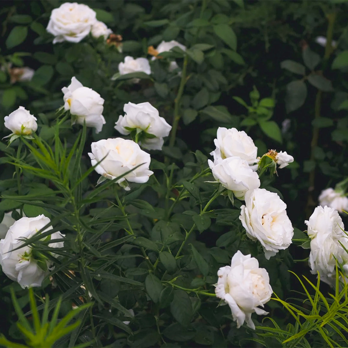 Camille Claudel French Florist Shrub Rose