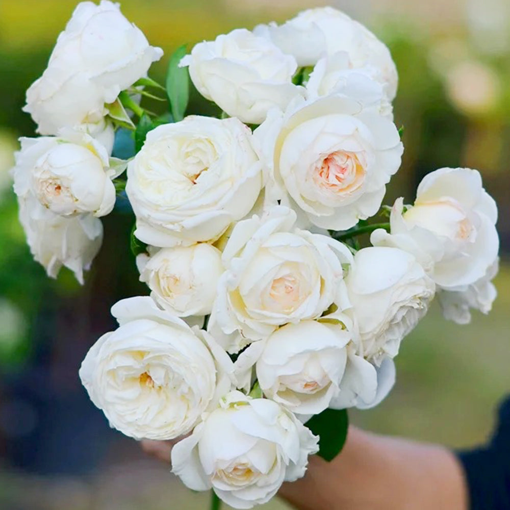 Camille Claudel French Florist Shrub Rose