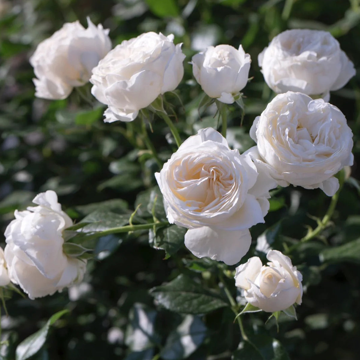 Camille Claudel French Florist Shrub Rose