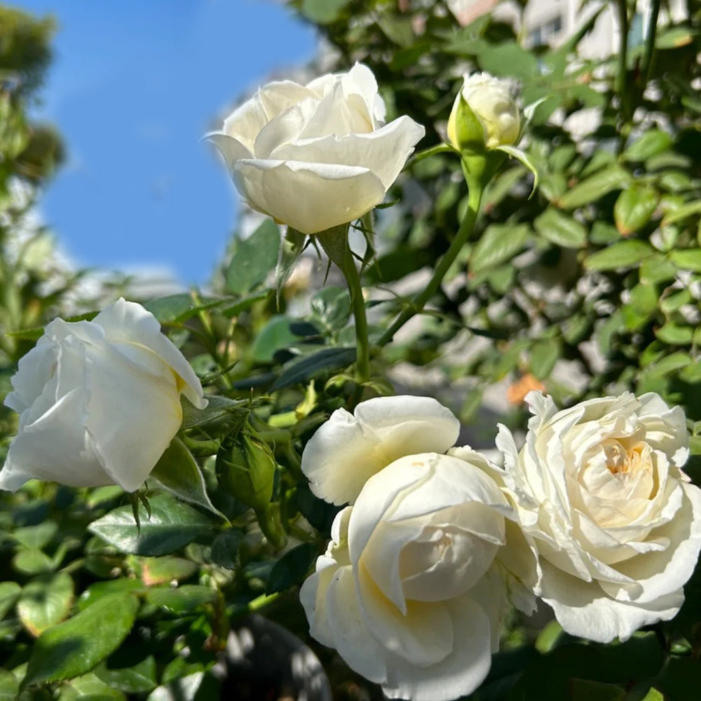 Camille Claudel French Florist Shrub Rose
