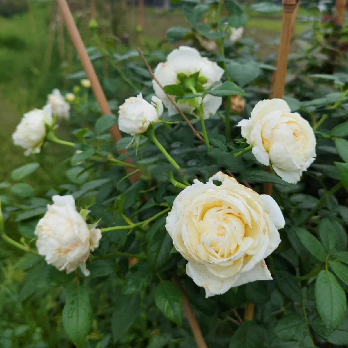 Camille Claudel French Florist Shrub Rose