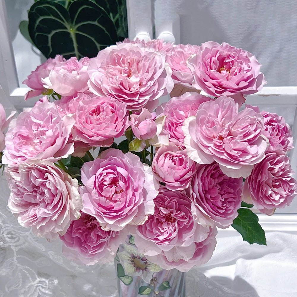 Camille Japanese Florist Shrub Rose