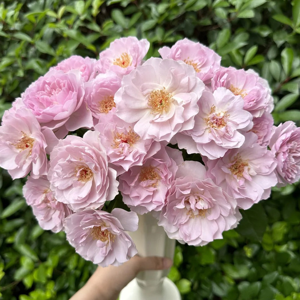 Camille Japanese Florist Shrub Rose