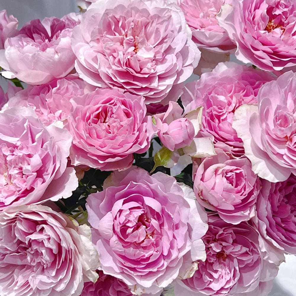 Camille Japanese Florist Shrub Rose