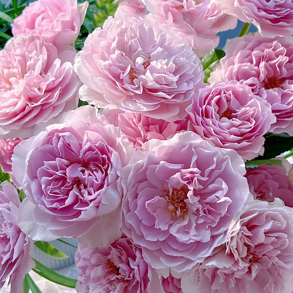 Camille Japanese Florist Shrub Rose